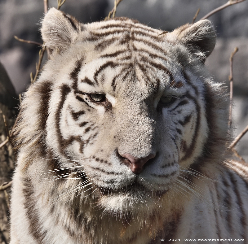 Bengaalse witte tijger ( Panthera tigris tigris ) Bengal white tiger
Keywords: Pairi Daiza Paradisio zoo Belgium Bengaalse witte tijger Panthera tigris tigris Bengal white tiger