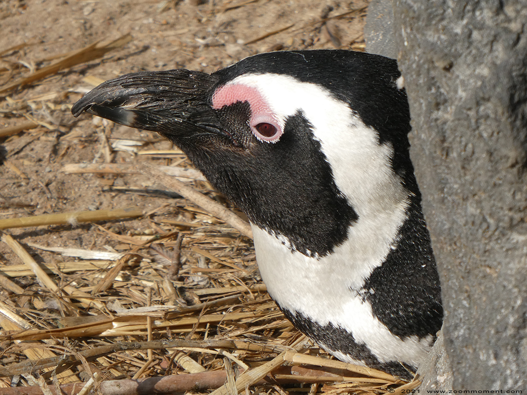 Afrikaanse pinguin of zwartvoetpinguin  ( Spheniscus demersus ) African penguin
Trefwoorden: Pairi Daiza Paradisio zoo Belgium Afrikaanse pinguin zwartvoetpinguin Spheniscus demersus African penguin