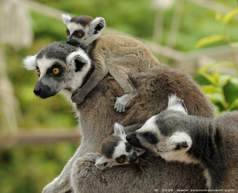 ringstaartmaki of katta  ( Lemur catta )  ring-tailed lemur or catta
Keywords: Pairi Daiza Paradisio zoo Belgium ringstaartmaki katta Lemur catta ring-tailed lemur catta