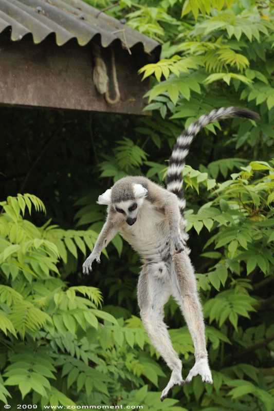 ringstaartmaki of katta  ( Lemur catta )  ring-tailed lemur or catta
Trefwoorden: Pairi Daiza Paradisio zoo Belgium ringstaartmaki katta Lemur catta ring-tailed lemur catta