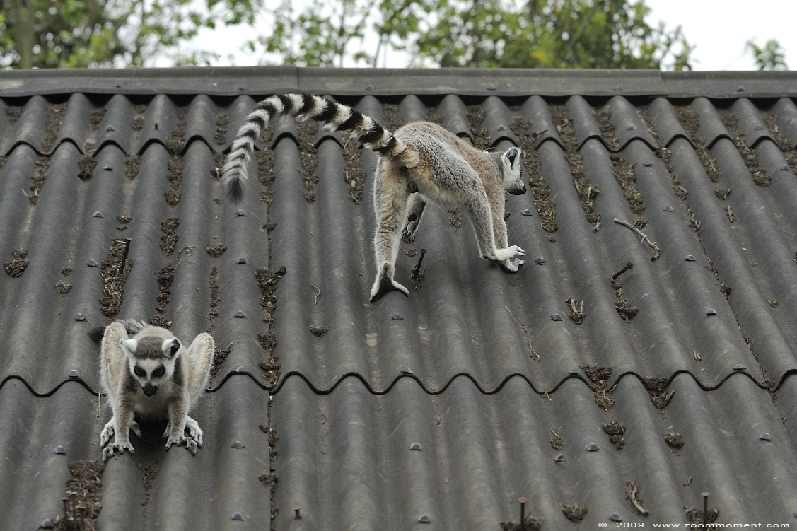 ringstaartmaki of katta  ( Lemur catta )  ring-tailed lemur or catta
Trefwoorden: Pairi Daiza Paradisio zoo Belgium ringstaartmaki katta Lemur catta ring-tailed lemur catta