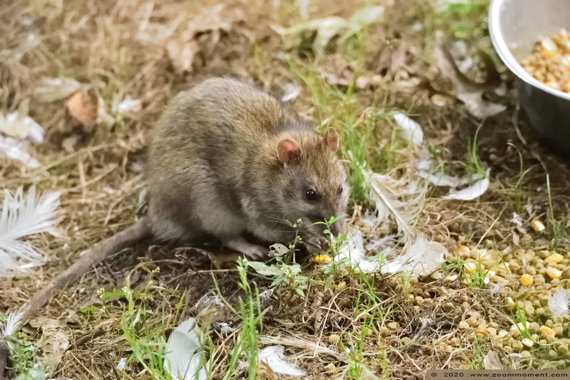 bruine rat
Trefwoorden: Olmen zoo Pakawi park Belgie Belgium rat