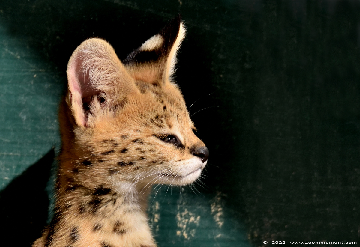 serval ( Felis serval )
Kittens, born 2 august 2022, om the picture about 2 months old

Keywords: Pakawi Olmen zoo Belgie Belgium serval Felis serval