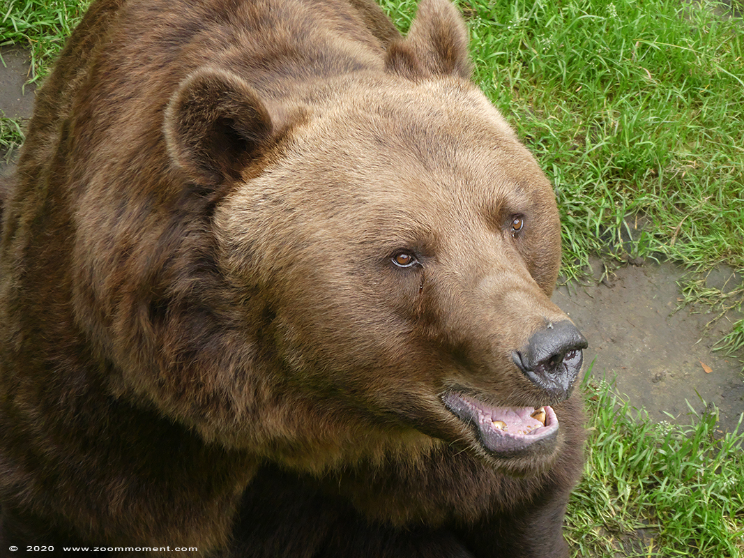 Bruine beer ( Ursus arctos ) brown bear
Trefwoorden: Olmen zoo Pakawi park Belgie Belgium Bruine beer  Ursus arctos   brown bear 
