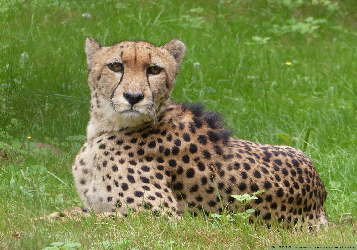 jachtluipaard ( Acinonyx jubatus ) cheetah
Trefwoorden: Olmen zoo Pakawi park Belgie Belgium jachtluipaard Acinonyx jubatus cheetah