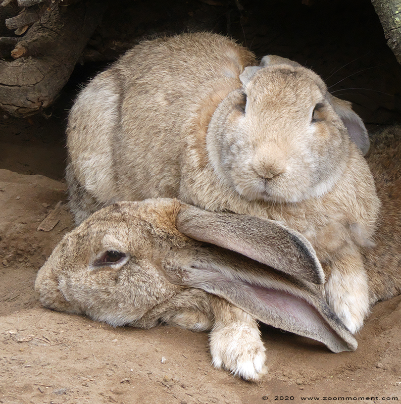 Vlaamse reus ( Oryctolagus cuniculus ) Flemish giant rabbit
Trefwoorden: Olmen zoo Pakawi park Belgie Belgium Vlaamse reus Oryctolagus cuniculus Flemish giant rabbit