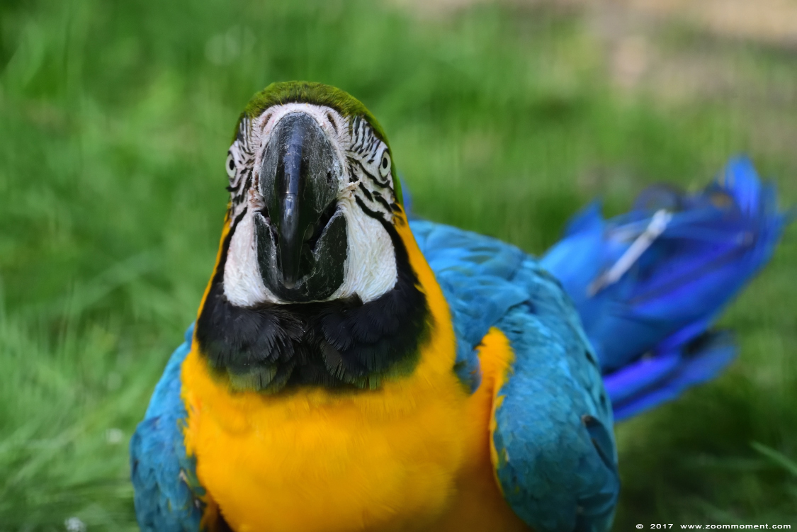 blauwgele ara  ( Ara ararauna ) blue and yellow macaw
Ключевые слова: vogel bird Veldhoven Nederland Netherlands blauwgele ara  Ara ararauna  blue and yellow macaw 