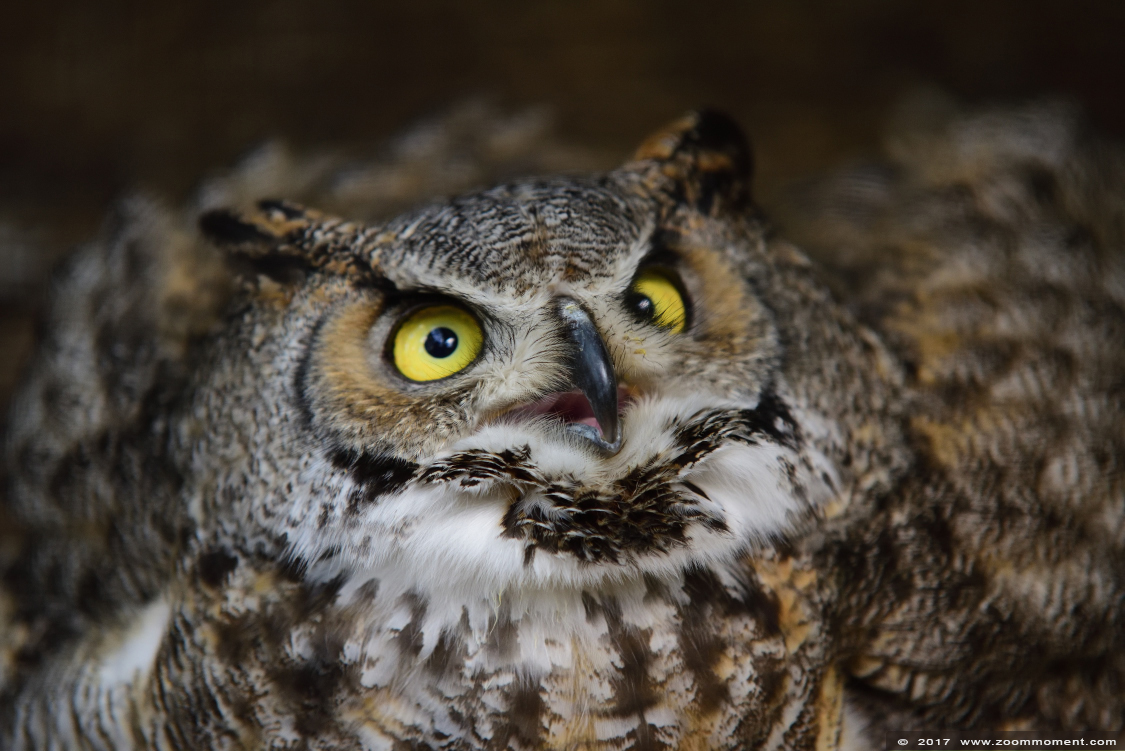 Amerikaanse oehoe ( Bubo virginianus ) great horned owl
Trefwoorden: vogel bird Veldhoven Nederland Netherlands Amerikaanse oehoe Bubo virginianus great horned owl