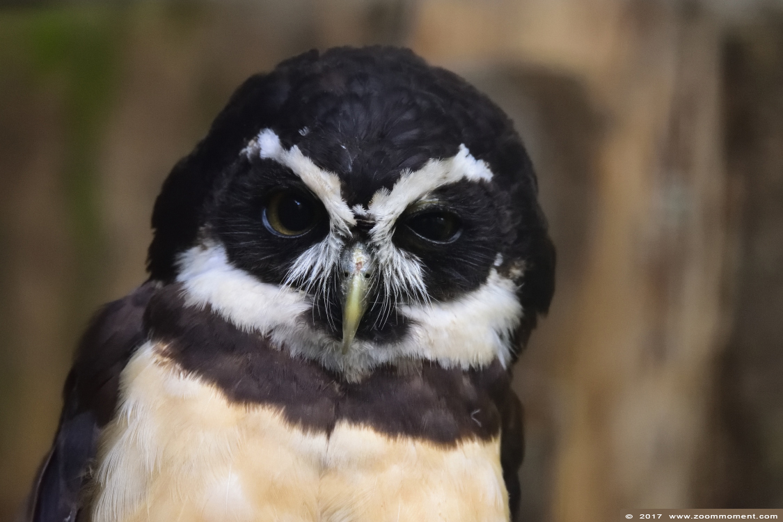briluil ( Pulsatrix perspicillata ) spectacled owl
Trefwoorden: vogel bird Veldhoven Nederland Netherlands briluil  Pulsatrix perspicillata  spectacled owl