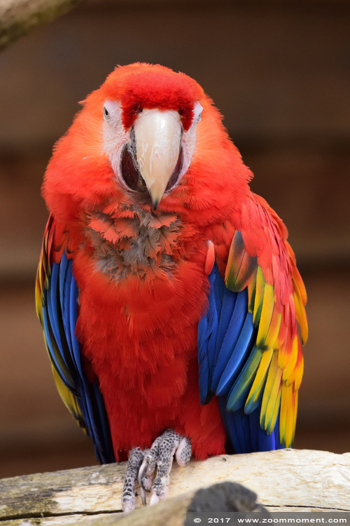 geelvleugelara ( Ara macao ) scarlet macaw 
Trefwoorden: vogel bird Veldhoven Nederland Netherlands geelvleugelara Ara macao scarlet macaw 