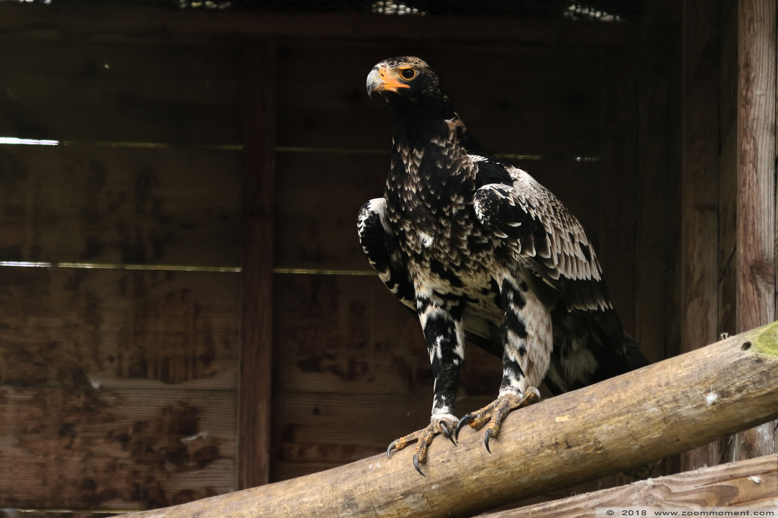 zwarte arend ( Aquila verreauxii ) Verreaux's eagle
Trefwoorden: Veldhoven Nederland Netherlands zwarte arend  Aquila verreauxii  Verreaux's eagle