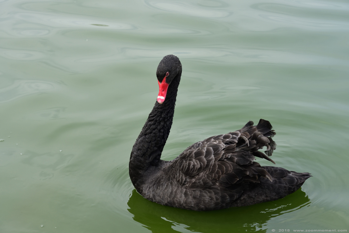 zwarte zwaan ( Cygnus atratus ) black swan 
Trefwoorden: Veldhoven Nederland Netherlands zwarte zwaan  Cygnus atratus  black swan 