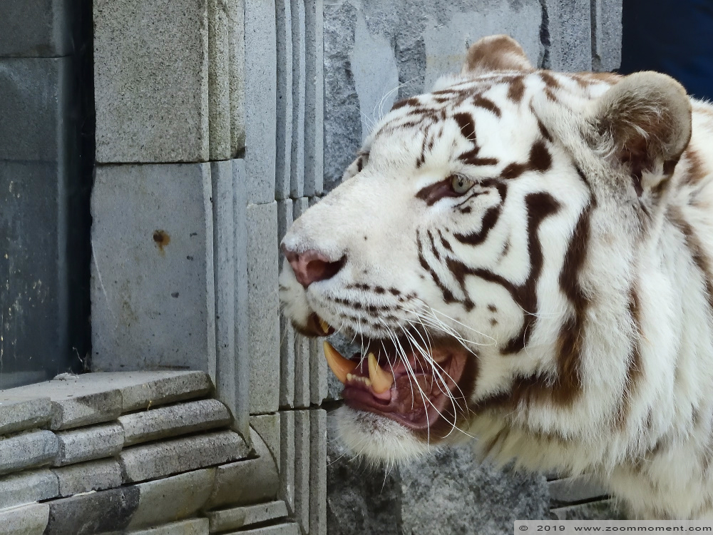 Bengaalse witte tijger ( Panthera tigris tigris ) Bengal white tiger
Ключови думи: Pairi Daiza Paradisio zoo Belgium Bengaalse witte tijger Panthera tigris tigris Bengal white tiger