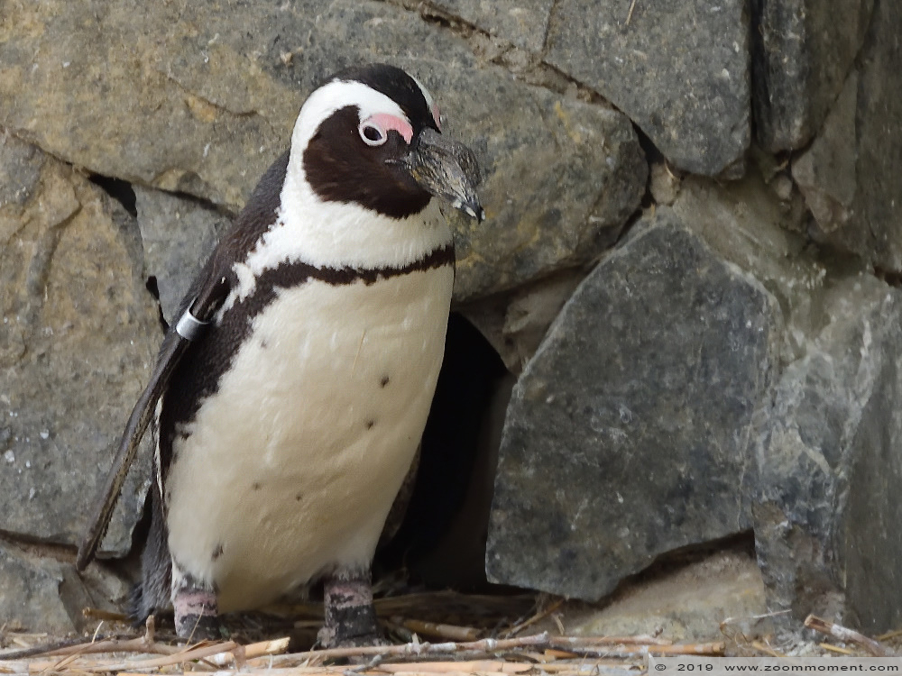 Afrikaanse pinguïn ( Spheniscus demersus ) African penguin
Trefwoorden: Pairi Daiza Paradisio zoo Belgium Afrikaanse pinguin Spheniscus demersus African penguin