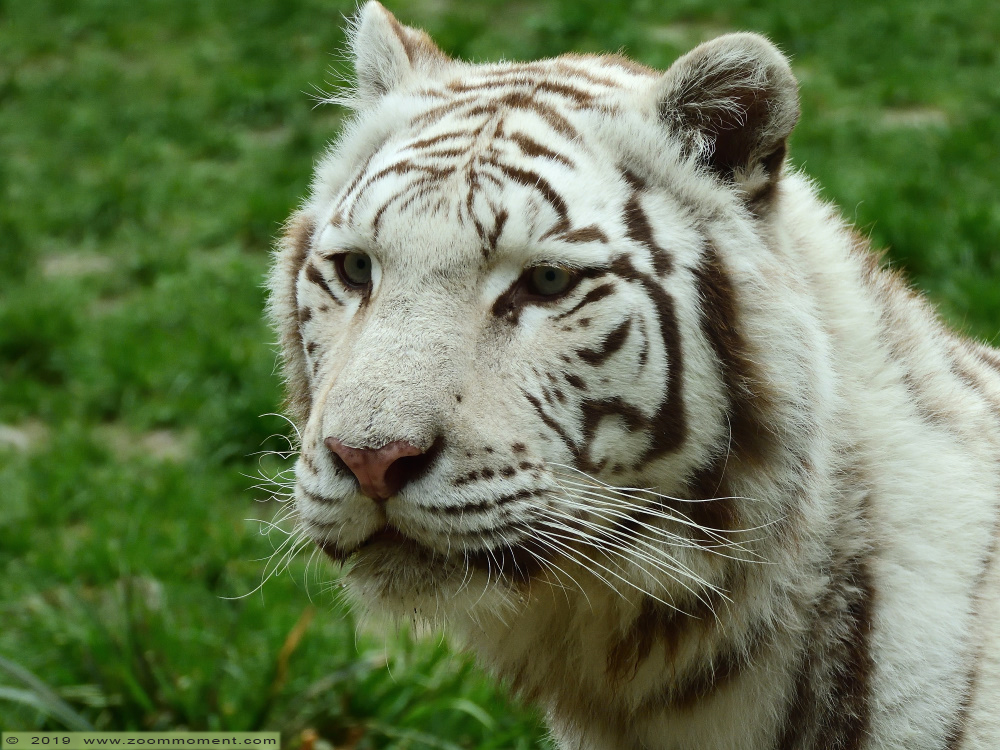 Bengaalse witte tijger ( Panthera tigris tigris ) Bengal white tiger
Trefwoorden: Pairi Daiza Paradisio zoo Belgium Bengaalse witte tijger Panthera tigris tigris Bengal white tiger