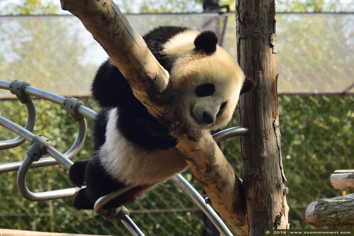 reuzenpanda ( Ailuropoda melanoleuca ) giant panda
Tian Bao
Trefwoorden: Pairi Daiza Paradisio zoo Belgium reuzenpanda Ailuropoda melanoleuca giant panda