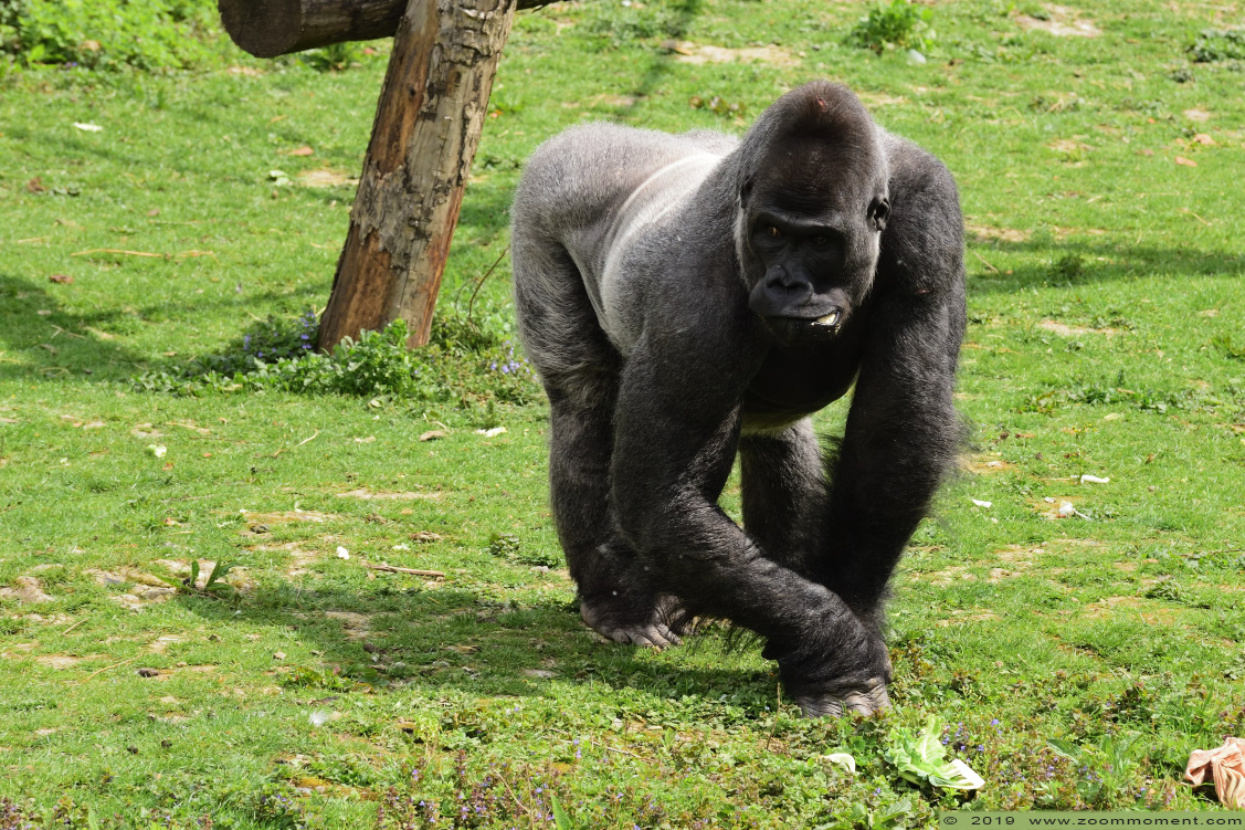 Gorilla gorilla
Wazungu
Trefwoorden: Pairi Daiza Paradisio zoo Belgium Gorilla gorilla
