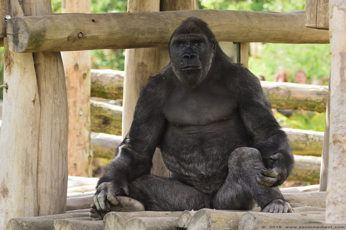 Gorilla gorilla
Dayo
Trefwoorden: Pairi Daiza Paradisio zoo Belgium Gorilla gorilla