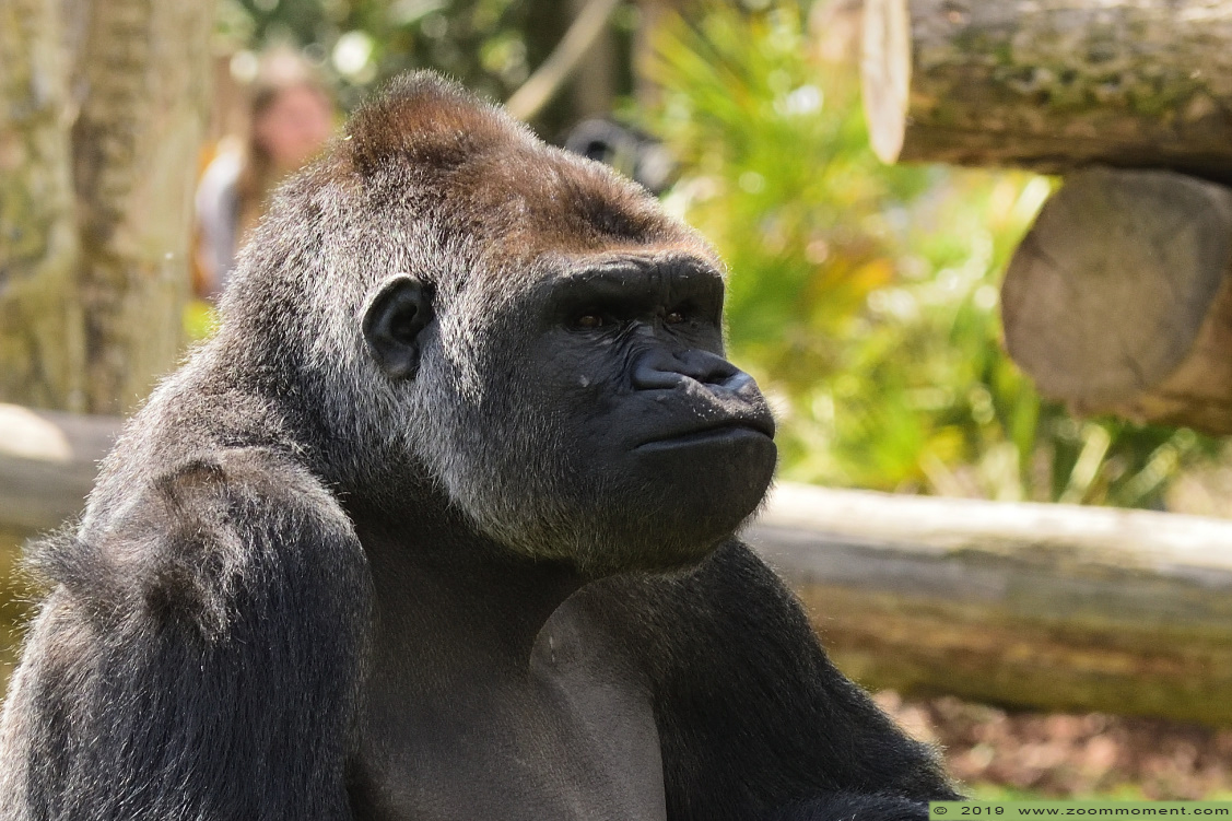Gorilla gorilla
Shomari
Keywords: Pairi Daiza Paradisio zoo Belgium Gorilla gorilla