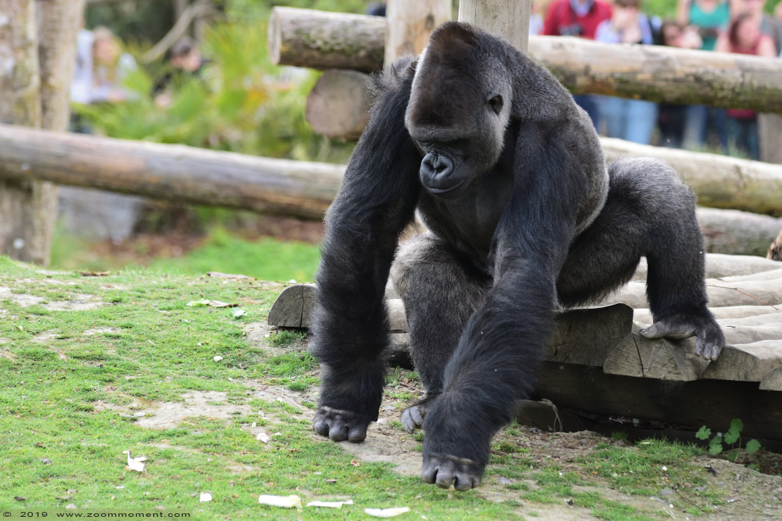 Gorilla gorilla
Shomari
Trefwoorden: Pairi Daiza Paradisio zoo Belgium Gorilla gorilla