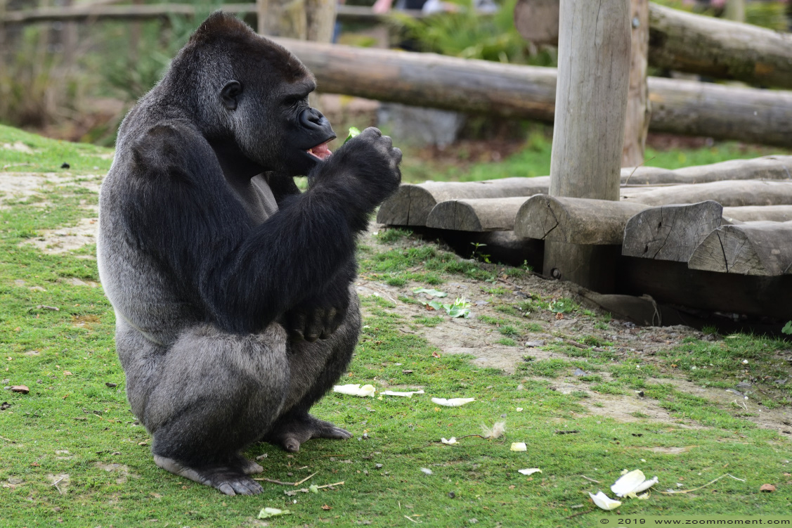Gorilla gorilla
Shomari
Trefwoorden: Pairi Daiza Paradisio zoo Belgium Gorilla gorilla