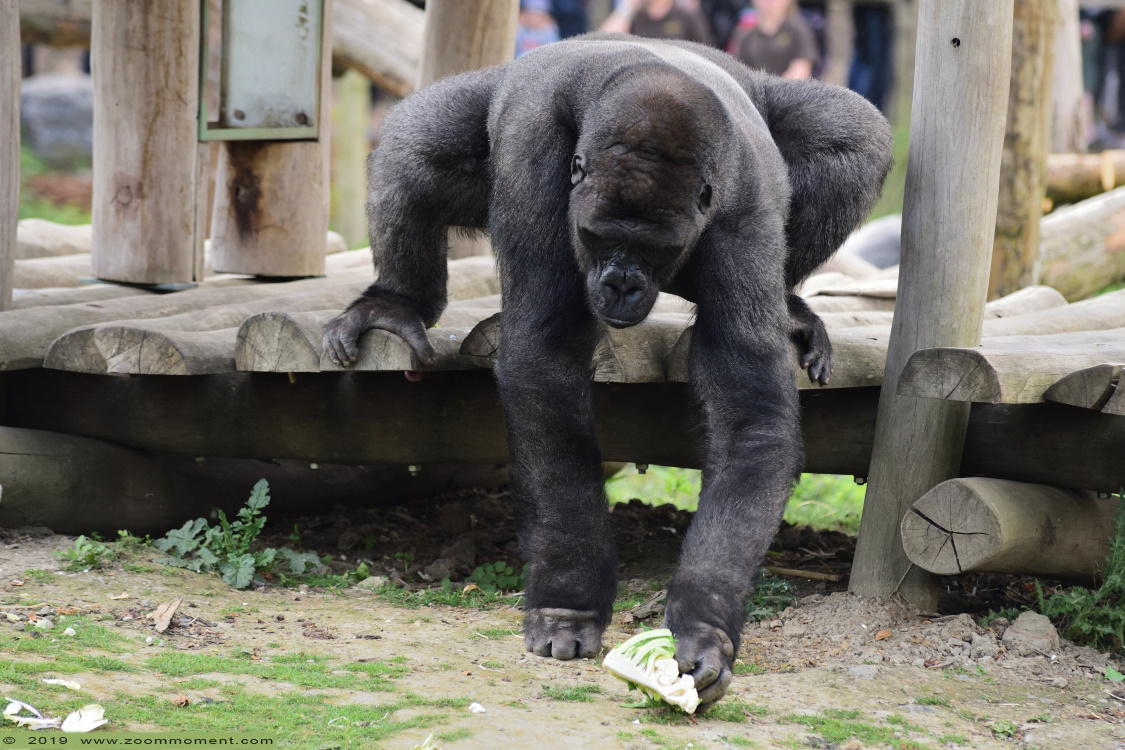 Gorilla gorilla
Dayo
Trefwoorden: Pairi Daiza Paradisio zoo Belgium Gorilla gorilla