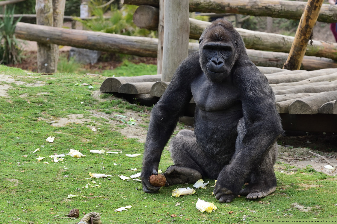 Gorilla gorilla
Dayo
Keywords: Pairi Daiza Paradisio zoo Belgium Gorilla gorilla