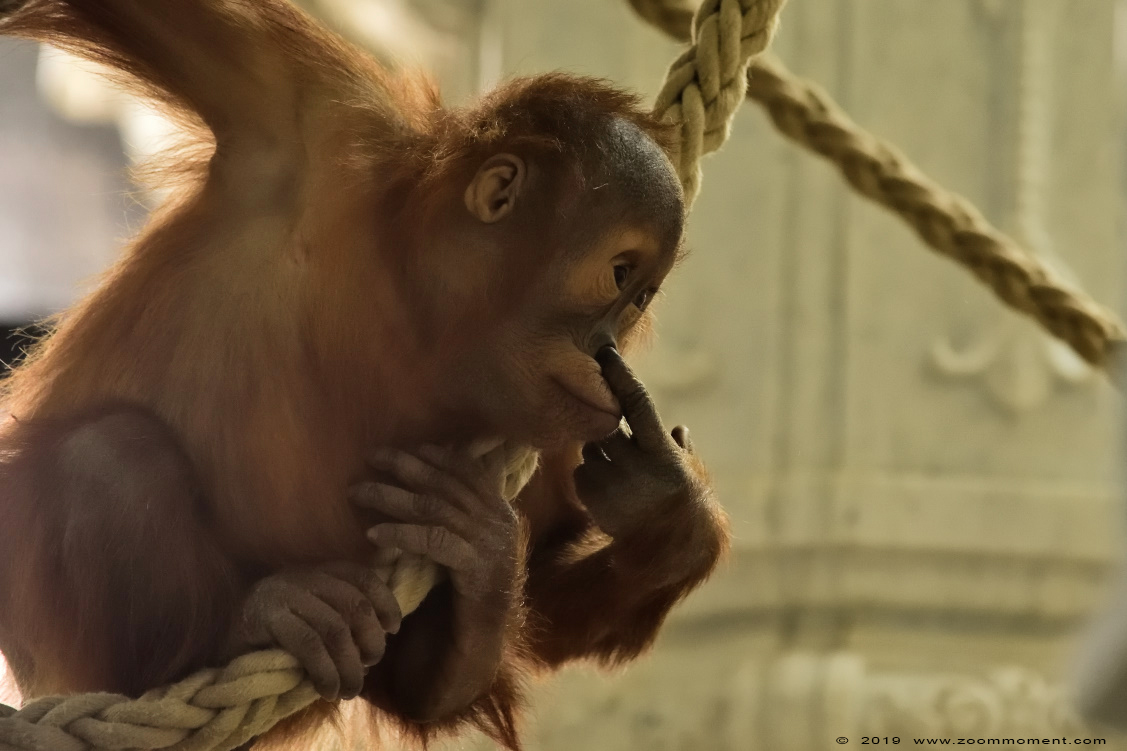 orang oetan ( Pongo abelii ) Sumatran orangutan
Keywords: Pairi Daiza Paradisio zoo Belgium orang oetan Pongo abelii Sumatran orangutan