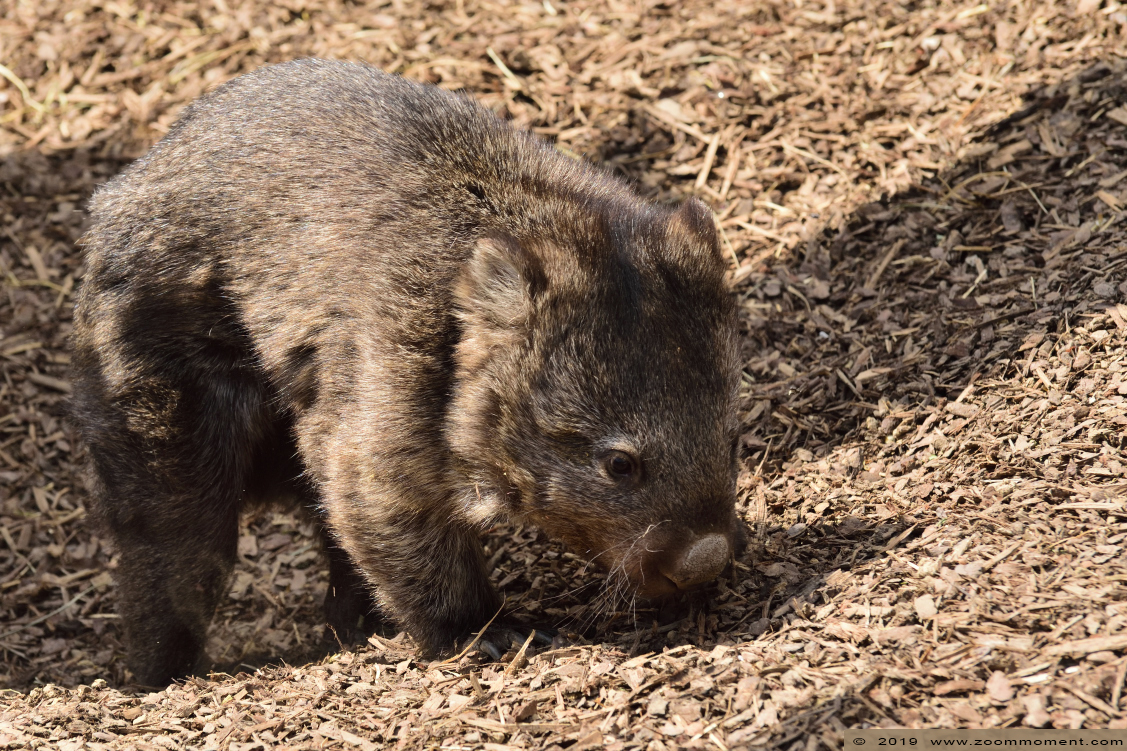 wombat ( Vombatus ursinus ) wombat
Keywords: Pairi Daiza Paradisio zoo Belgium wombat Vombatus ursinus