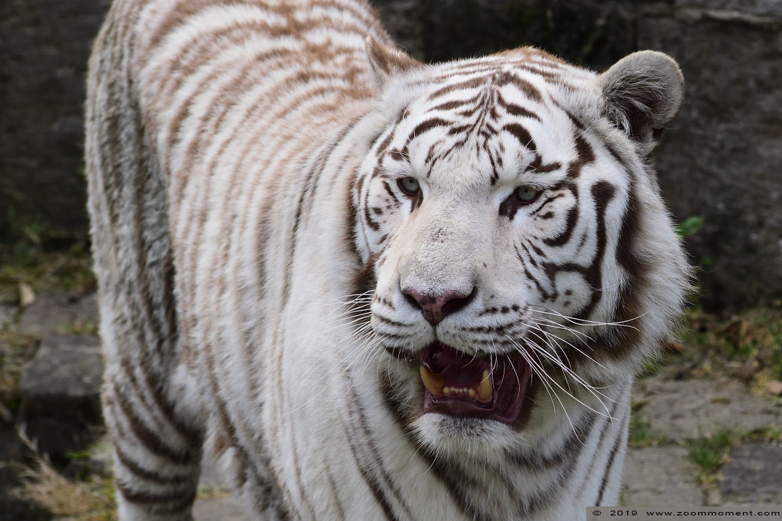 Bengaalse witte tijger ( Panthera tigris tigris ) Bengal white tiger
Trefwoorden: Pairi Daiza Paradisio zoo Belgium Bengaalse witte tijger Panthera tigris tigris Bengal white tiger