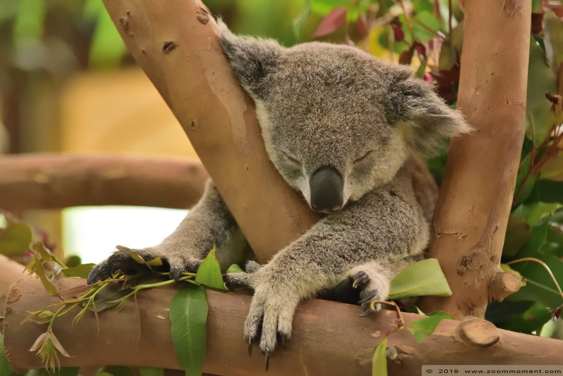 koala  (  Phascolarctos cinereus  )  koala
Trefwoorden: Pairi Daiza Paradisio zoo Belgium koala Phascolarctos cinereus koala