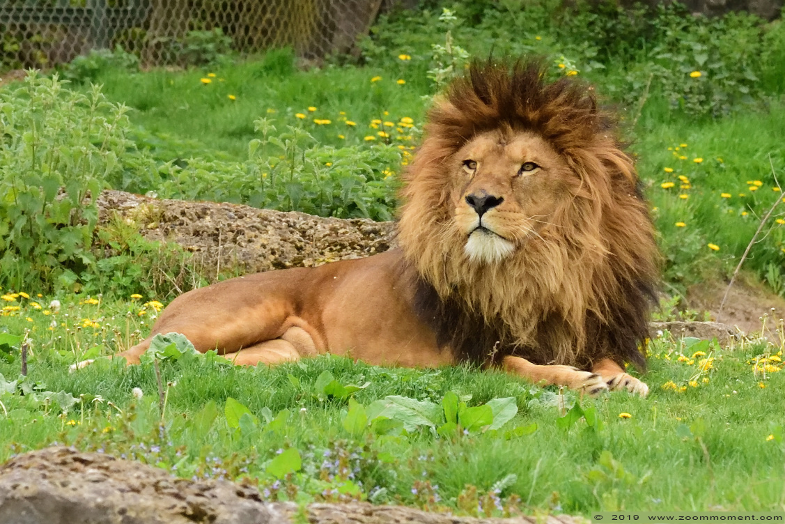 Afrikaanse leeuw ( Panthera leo ) African lion
Keywords: Pairi Daiza Paradisio zoo Belgium Afrikaanse leeuw Panthera leo African lion