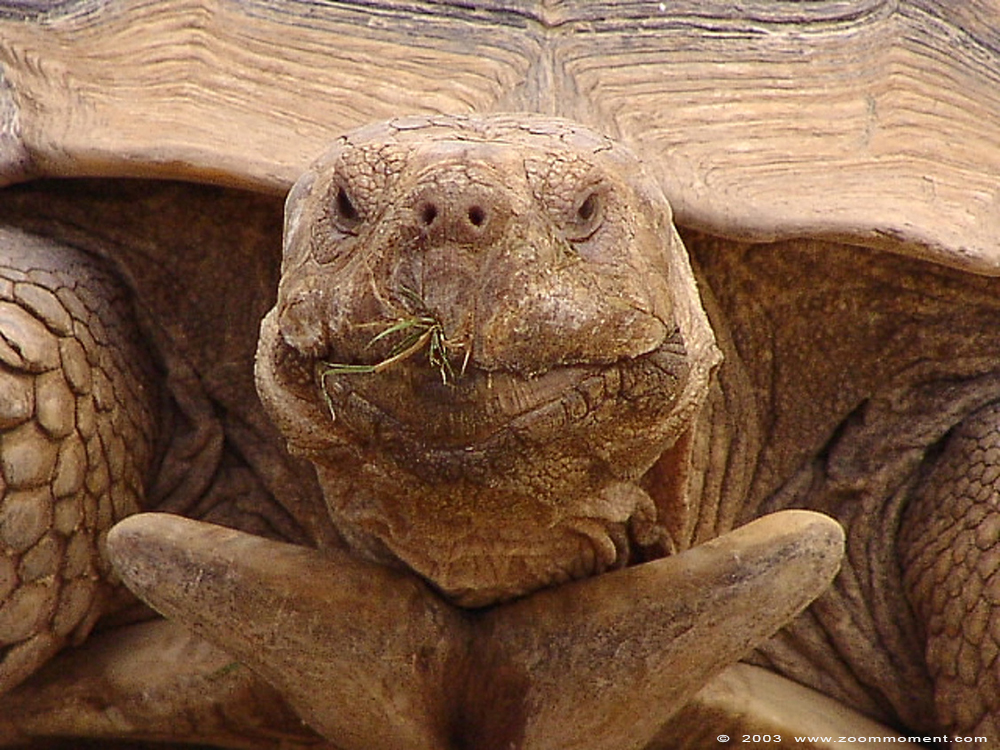 Seychellenreuzenschildpad ( Aldabrachelys gigantea or Geochelone gigantea )  Aldabra giant tortoise
Trefwoorden: Pairi Daiza Paradisio zoo Belgium Geochelone gigantea reuzenschildpad giant tortoise Aldabrachelys gigantea