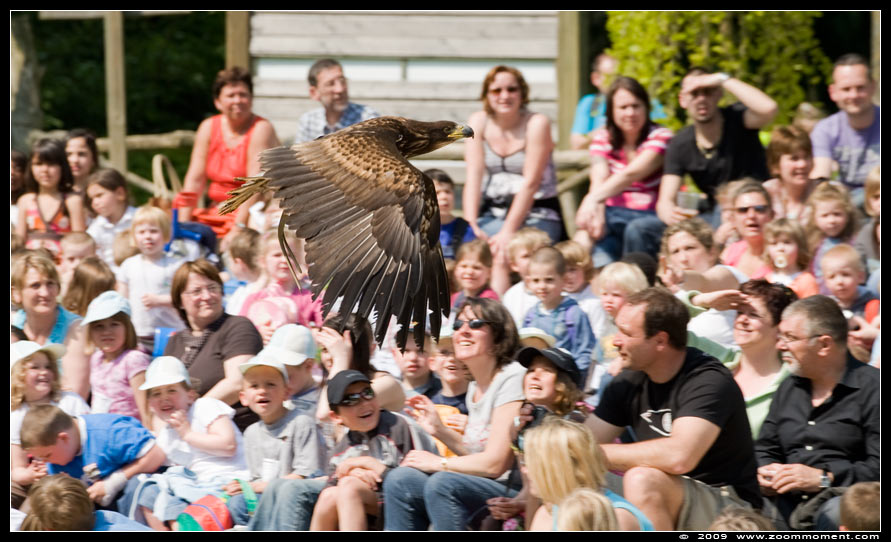roofvogelshow bird of prey show
Trefwoorden: Pairi Daiza Paradisio zoo Belgium vogel vogelshow show bird show arend eagle