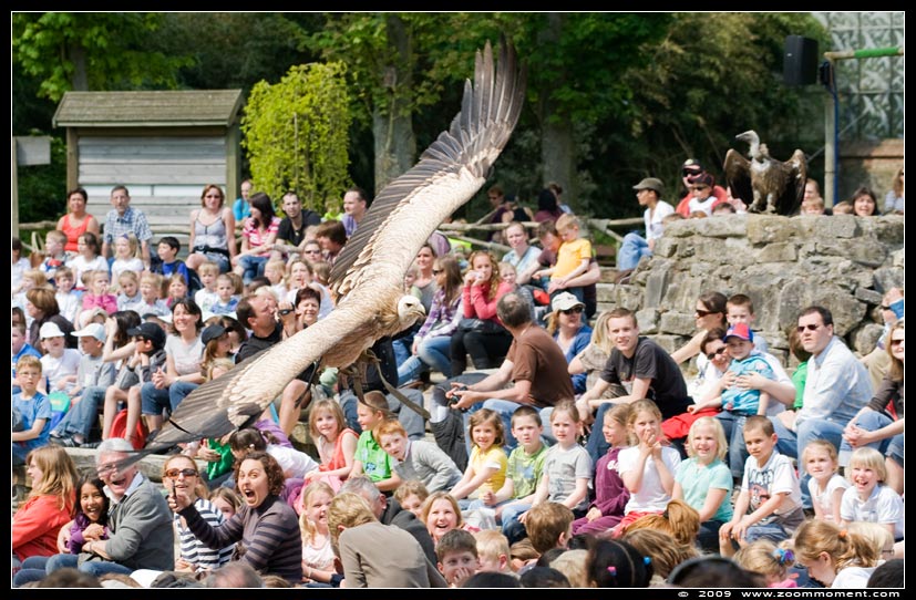 roofvogelshow bird of prey show
Trefwoorden: Pairi Daiza Paradisio zoo Belgium vogel vogelshow show bird show