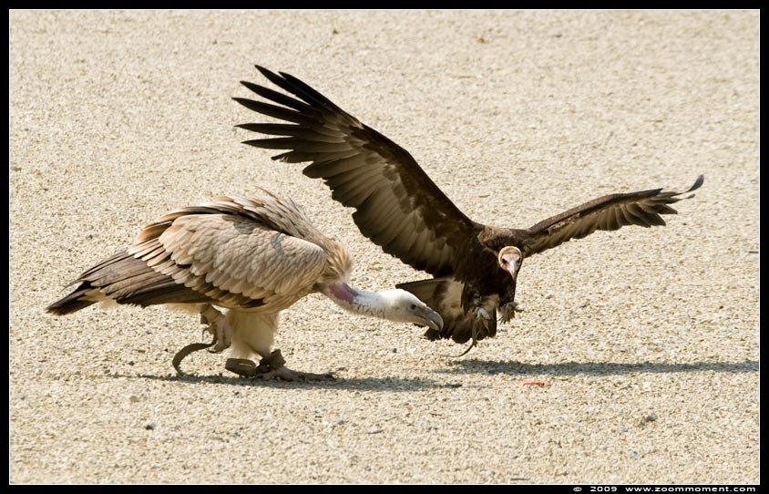 Roofvogelshow vale gier ( Gyps fulvus )  griffon vulture 
Trefwoorden: Pairi Daiza Paradisio zoo Belgium vogel vogelshow show bird show gier vulture vale gier Gyps fulvus griffon vulture