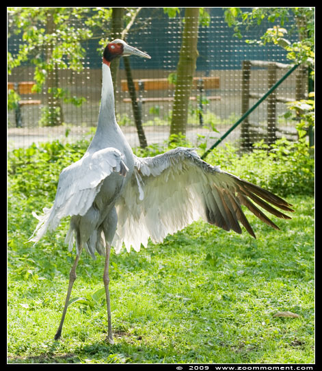 saruskraanvogel  ( Grus antigone )  Sarus crane
Trefwoorden: Pairi Daiza Paradisio zoo Belgium vogel bird saruskraanvogel Grus antigone Sarus crane