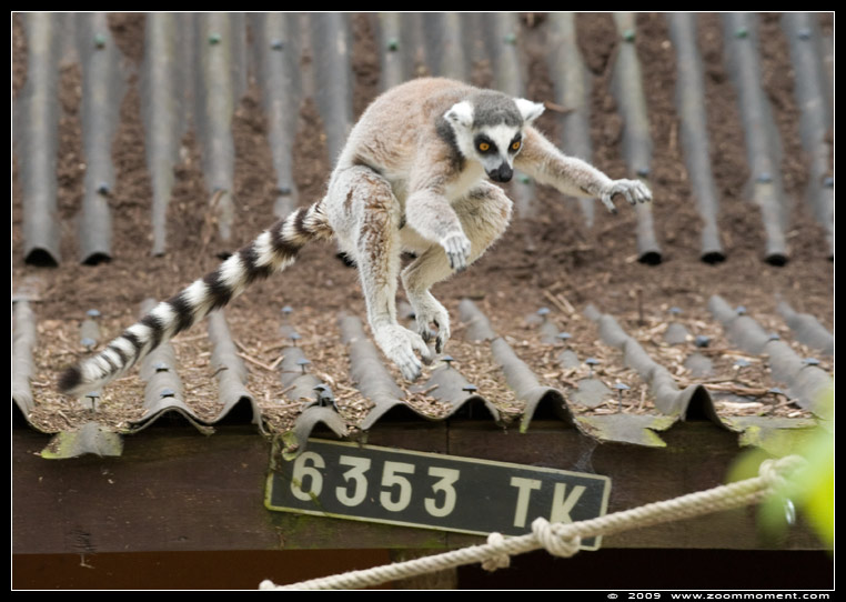 ringstaartmaki of katta ( Lemur catta ) ring-tailed lemur or catta
Trefwoorden: Pairi Daiza Paradisio zoo Belgium katta catta ringstaartmaki Lemur catta ring-tailed lemur