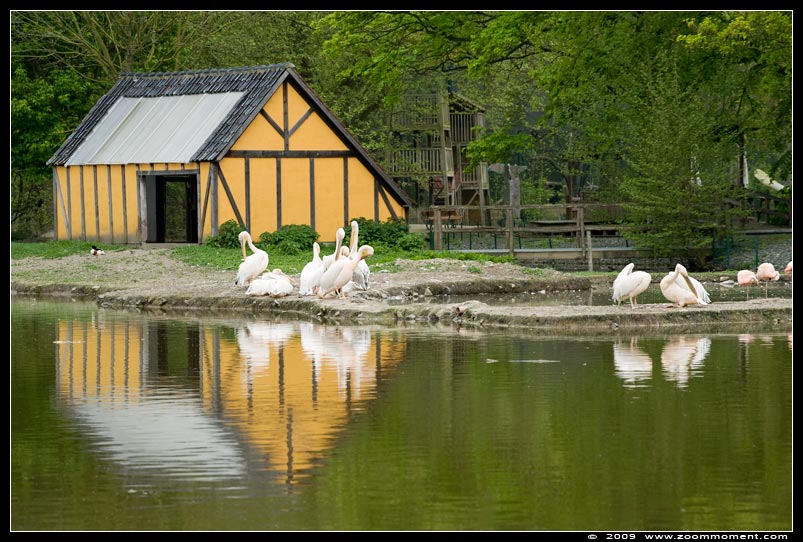 pelikaan  pelican
Trefwoorden: Pairi Daiza Paradisio zoo Belgium pelikaan pelican