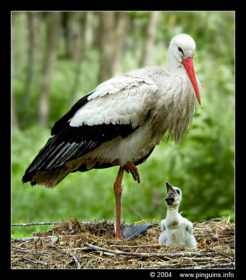 ooievaar  ( Ciconia ciconia )  stork
Ooievaar met kuiken
White stork with chick
Trefwoorden: Pairi Daiza Paradisio zoo Belgium Ciconia ciconia ooievaar kuiken white stork chick vogel bird
