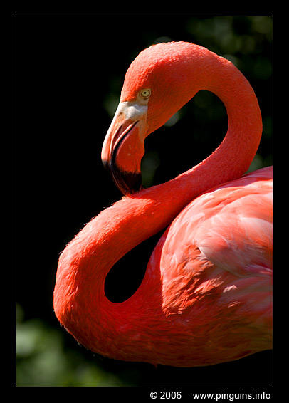 flamingo ( Phoenicopterus ruber ruber )
Trefwoorden: Pairi Daiza Paradisio zoo Belgium flamingo vogel bird Phoenicopterus ruber ruber