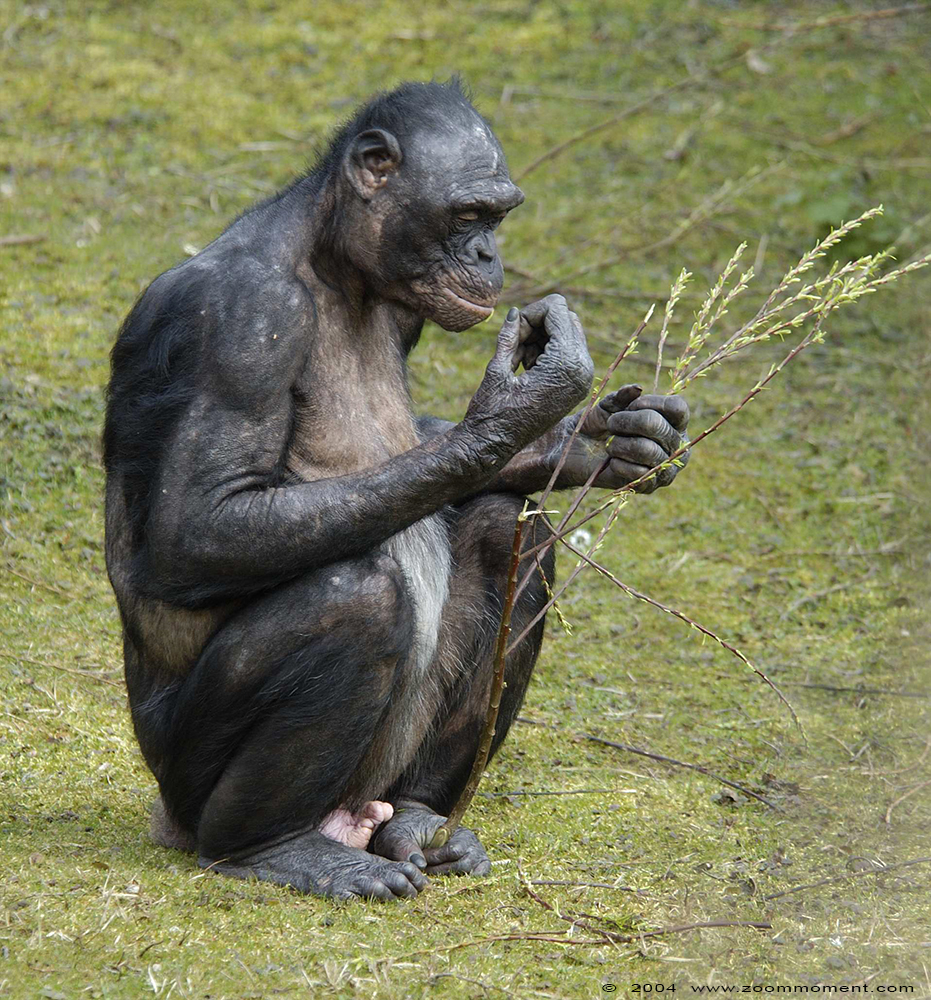 bonobo ( Pan paniscus ) bonobo
Trefwoorden: Planckendael Belgium bonobo Pan paniscus