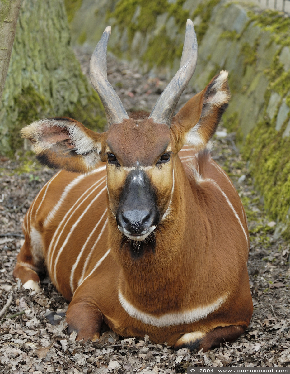 bongo ( Tragelaphus eurycerus )
Trefwoorden: Planckendael zoo Belgie Belgium bongo Tragelaphus eurycerus antilope