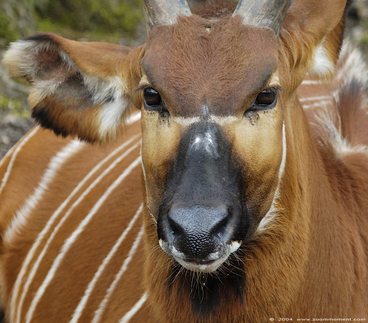 bongo ( Tragelaphus eurycerus )
Trefwoorden: Planckendael zoo Belgie Belgium bongo Tragelaphus eurycerus antilope