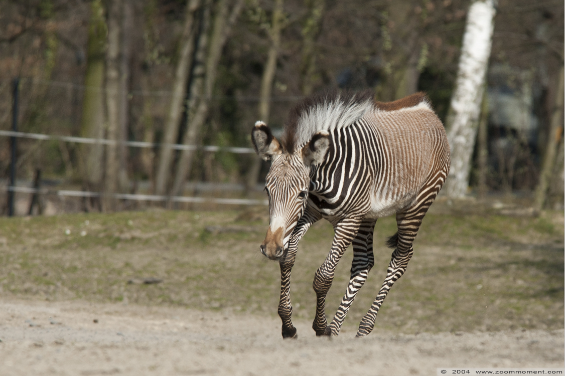 Grevyzebra ( Equus grevyi )
Trefwoorden: Planckendael zoo Belgie Belgium Equus grevyi Grévy zebra
