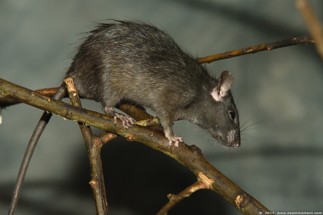 zwarte rat ( Rattus rattus ) black rat
Słowa kluczowe: Planckendael zoo Belgie Belgium zwarte rat Rattus rattus black rat