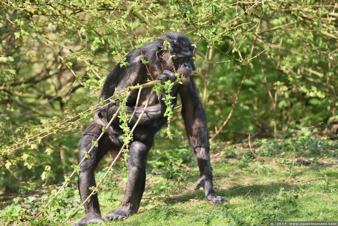 bonobo ( Pan paniscus ) 
Trefwoorden: Planckendael zoo Belgie Belgium bonobo Pan paniscus