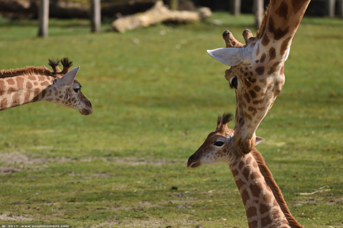 Kordofangiraf ( Giraffa camelopardalis antiquorum ) giraffe
Keywords: Planckendael zoo Belgie Belgium Kordofangiraf Giraffa camelopardalis antiquorum  giraffe