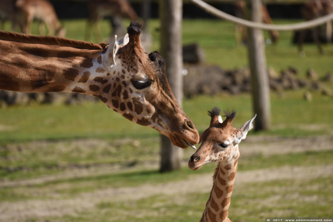 Kordofangiraf ( Giraffa camelopardalis antiquorum ) giraffe
Keywords: Planckendael zoo Belgie Belgium Kordofangiraf Giraffa camelopardalis antiquorum  giraffe