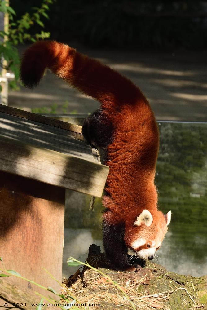 kleine of rode panda ( Ailurus fulgens ) lesser or red panda
Trefwoorden: Planckendael Belgium kleine rode panda Ailurus fulgens lesser red panda